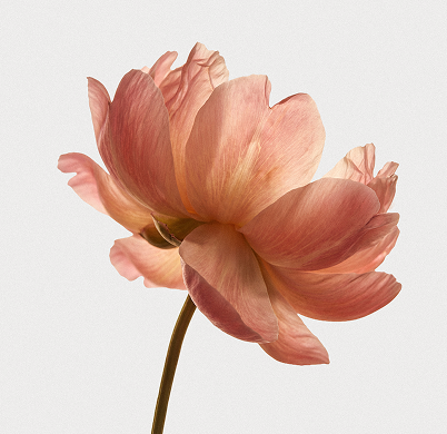 Lejan One® Nylon - Earth