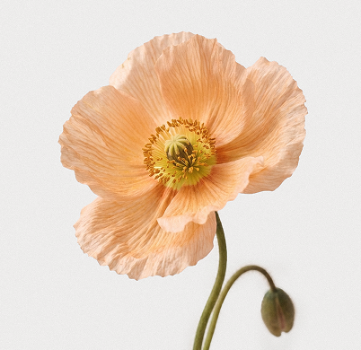 Lejan One® - Matcha