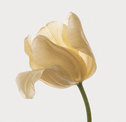 Lejan One® Nylon - Sky blue